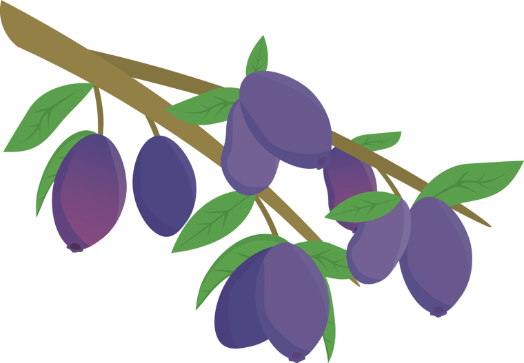 ハスカップの実