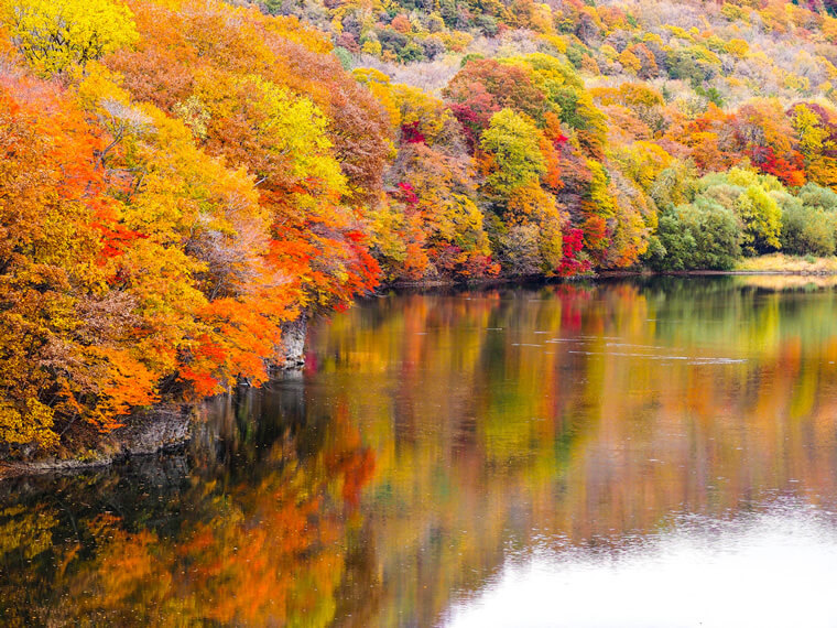 沙流川渓谷の紅葉