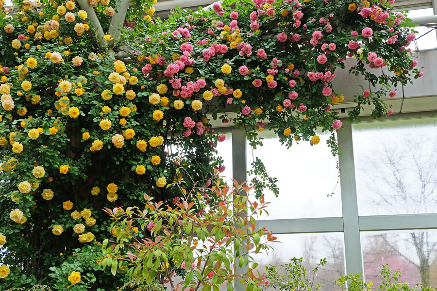 園内で楽しめるバラの花