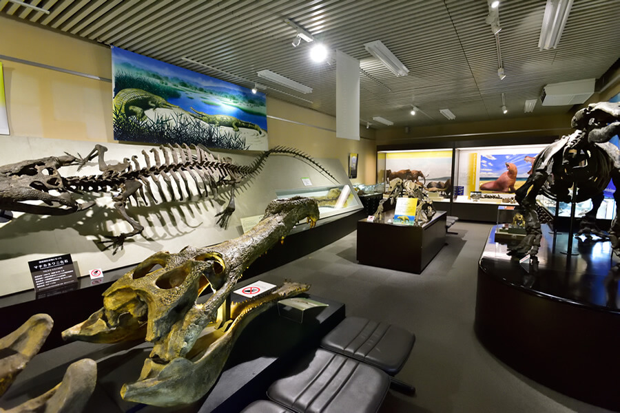恐竜の骨格標本、化石・鉱物、動物や植物、昆虫の標本