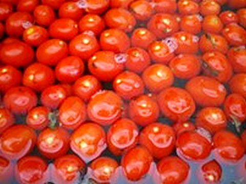 採れたての調理用トマト
