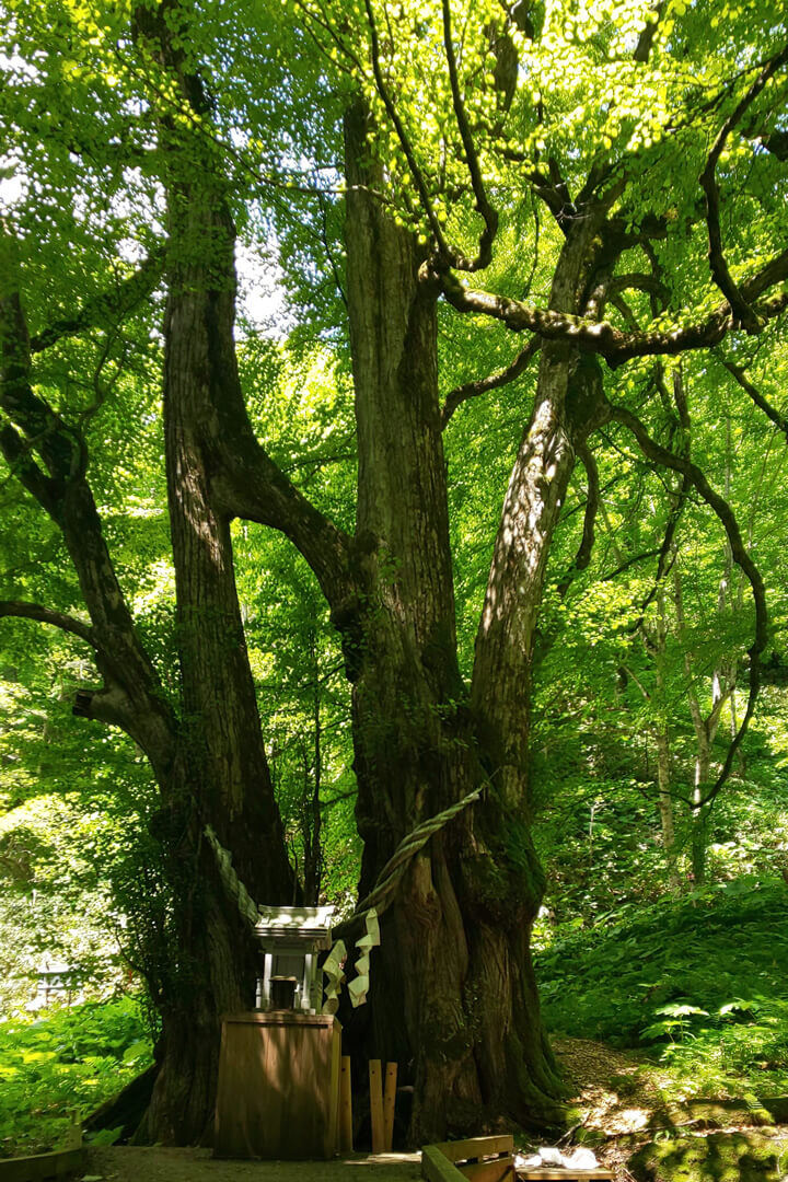 縁桂森林公園から1キロほどの歩いた場所にある樹齢500年とされる連理の木「縁桂(えんかつら)」