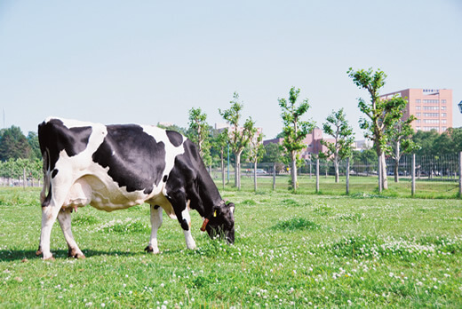 酪農学園大学内の牧草地と牛